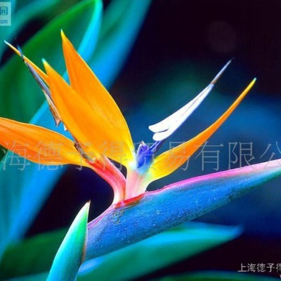 分散劑EFKA5065，防浮色發(fā)花分散劑EFKA5065