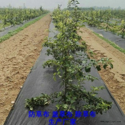 廣西90克防草布,果園除草布_蓋草布_抑制雜草生長(zhǎng)地布,透氣_透水_防蟲害