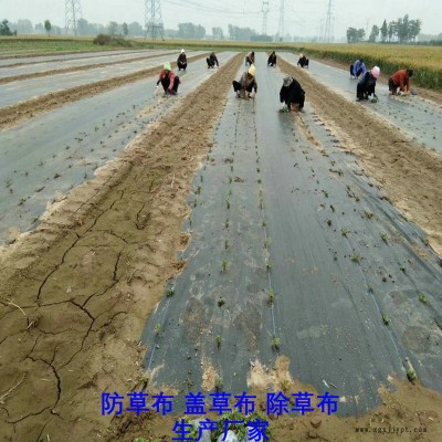湖北100克防草布,果園除草布_蓋草布_抑制雜草生長(zhǎng)地布,透氣_透水_防蟲害