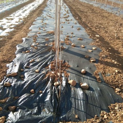 山東地布廠家,PP地布批發(fā),果園地布,100克地布價格