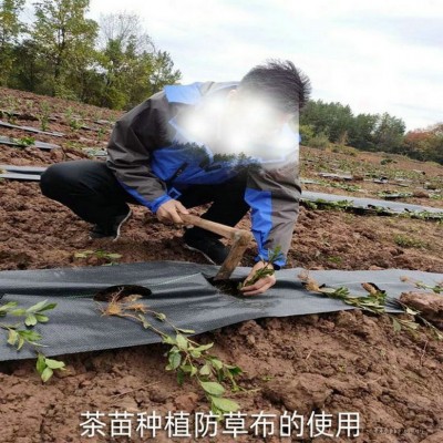 西藏PP防草布,果園除草布_蓋草布_抑制雜草生長(zhǎng)地布,透氣_透水_防蟲(chóng)害
