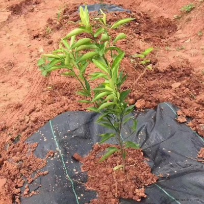 南充 生態(tài)防草布 果樹防草布 花卉防草布 價格美麗 歡迎咨詢