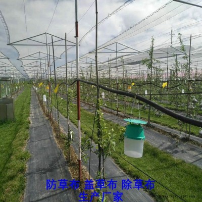 新疆PE防草布,果園除草布_蓋草布_抑制雜草生長(zhǎng)地布,透氣_透水_防蟲(chóng)害