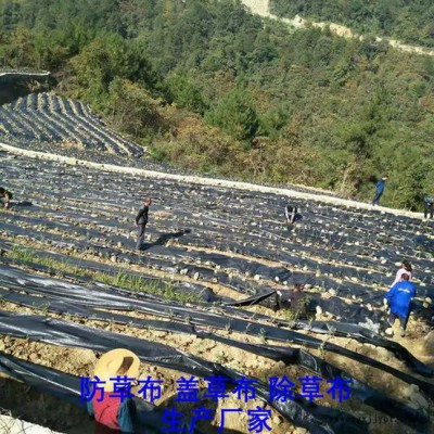 山東PE防草布,果園除草布_蓋草布_抑制雜草生長(zhǎng)地布,透氣_透水_防蟲(chóng)害