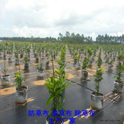 北京PE防草布,果園除草布_蓋草布_抑制雜草生長(zhǎng)地布,透氣_透水_防蟲害