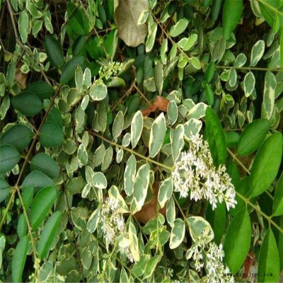 銀姬小蠟 銀姬小蠟球 小臘苗 耐蔭對土壤適應(yīng)性強(qiáng) 成活率高