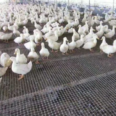 拓林 錫林郭勒盟土工格柵聚丙烯雙向土工格柵單雙向塑料土工格柵廠家道路鋪設土工格柵