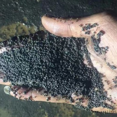 寧波貴宏l質(zhì)量好-寧波檸檬酸顆粒污泥價(jià)格