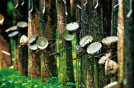 IISRP發(fā)布了2023年版全球橡膠統(tǒng)計(jì)數(shù)據(jù)